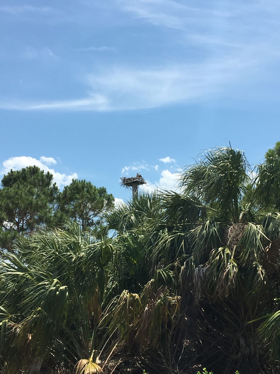 Osprey in nest with young - at Emerson Point Preserve