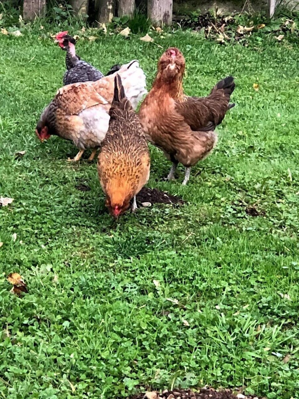 5 Star Review:loved getting to visit the animals on the farm in the mornings - chickens, cows and pigs.