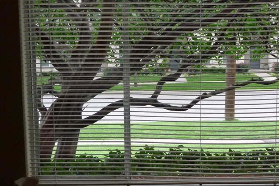 Wonderful Window View From Bed