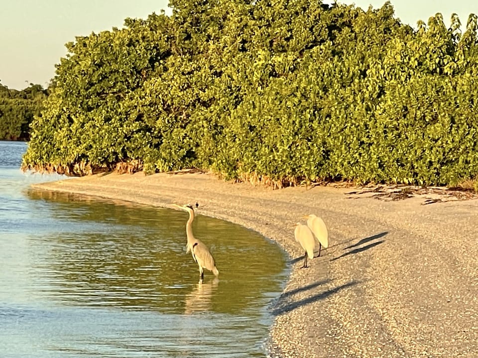 Sharing a sunrise with our local residents