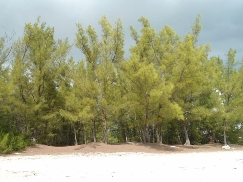 Lovely 2 bedroom condo with ocean view , best location Apartment in Freeport