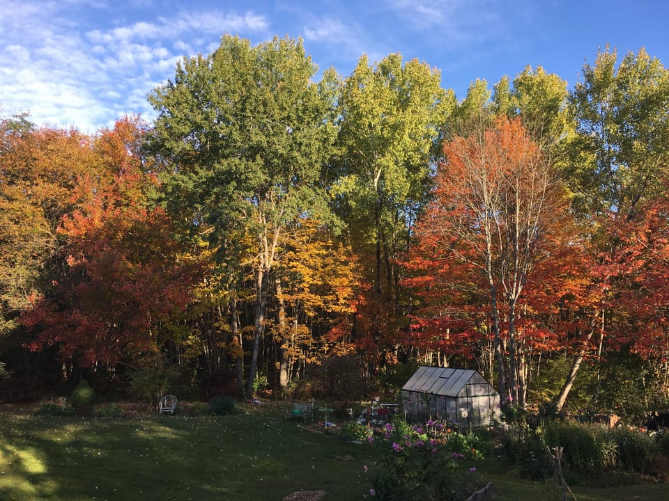 View from cottage in Autumn; lawn and English Cottage-style DIY gardens.