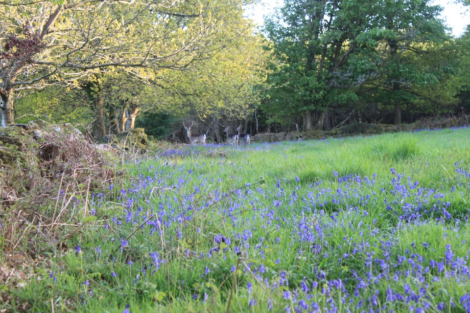 Deer in the bluebells
