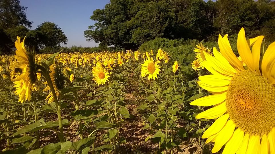 A nearby sunflower field on one of the many walks near the barn