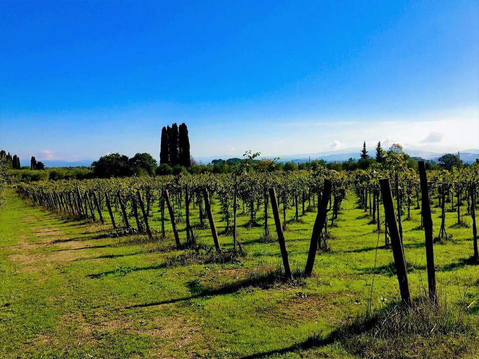 The vineyard in front of the villa