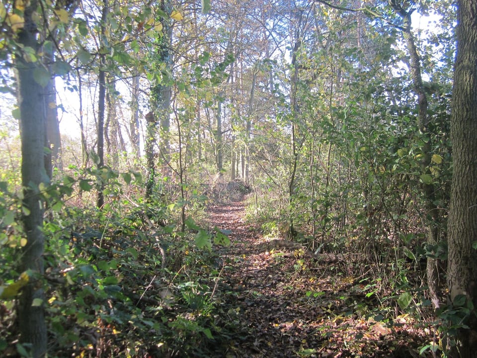 Woodland walks at Kilnwick Percy
