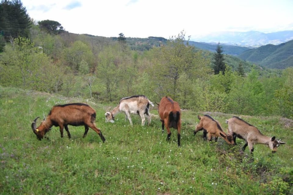 The goats