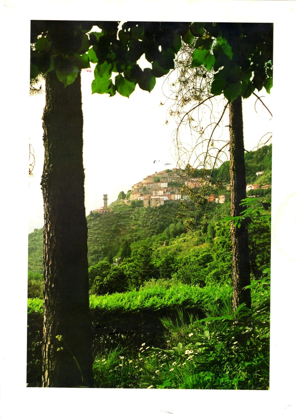 Vellano through the trees, Il Rivo is hidden amongst the trees below the village