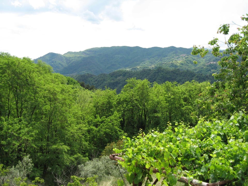View across the valley from Il Rivo