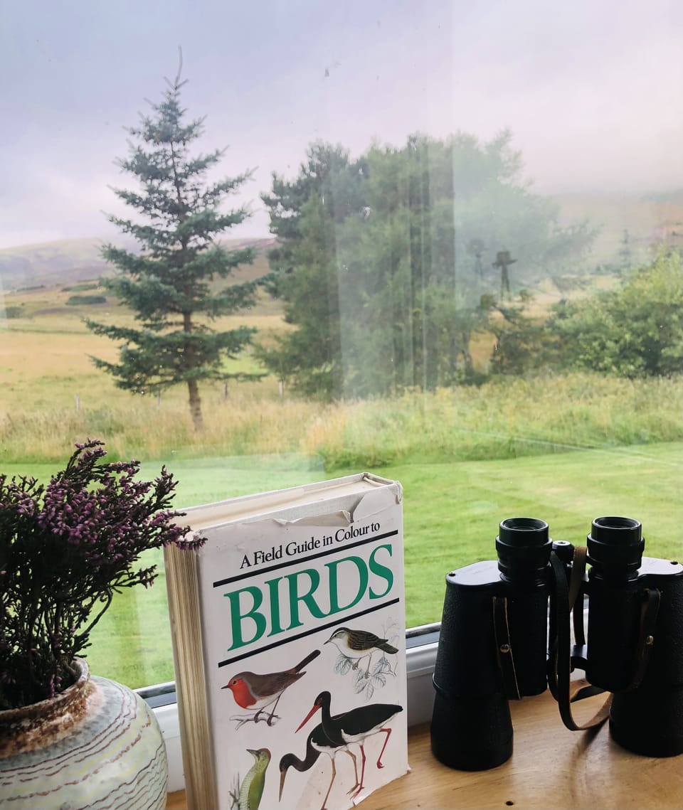 BIRD and wild animal watching. (Eagle, red kite, curlew, barn owl - deer, fox..)
