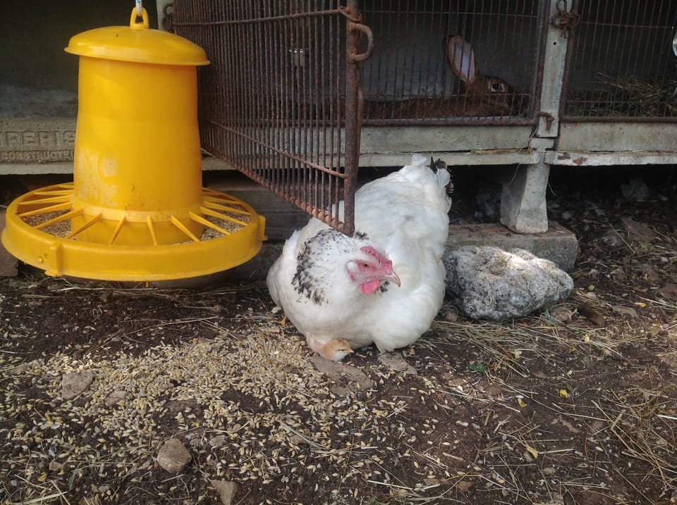 Chick with mother hen, close to the rabbit