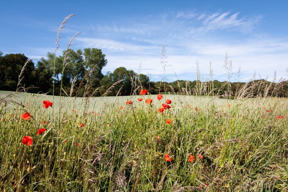 Local countryside surrounding your holiday home.
