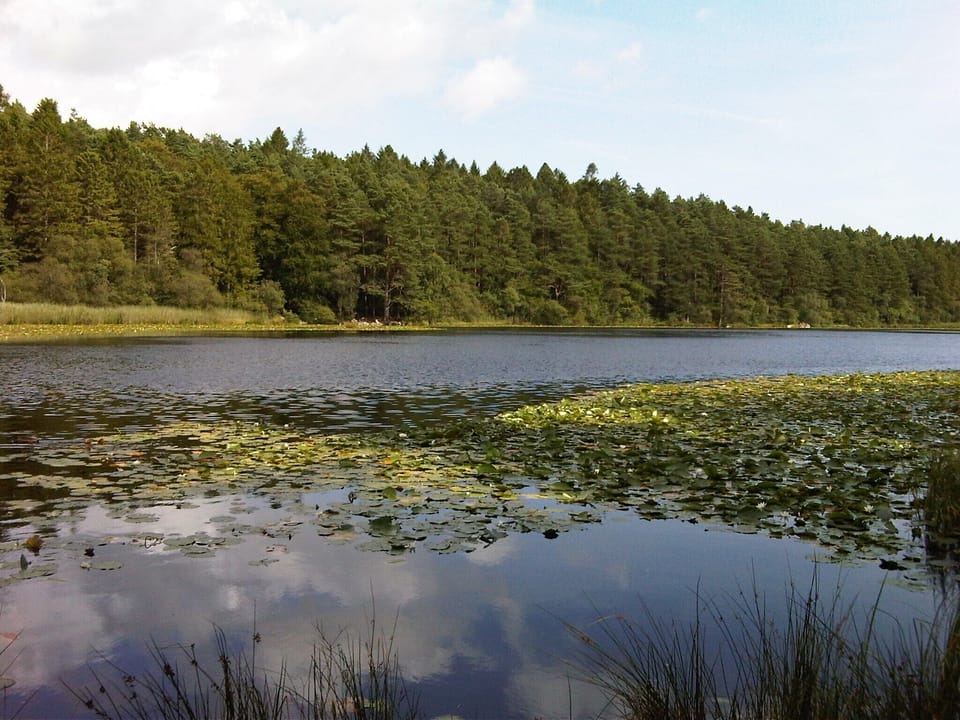 Dalbeattie Town Wood