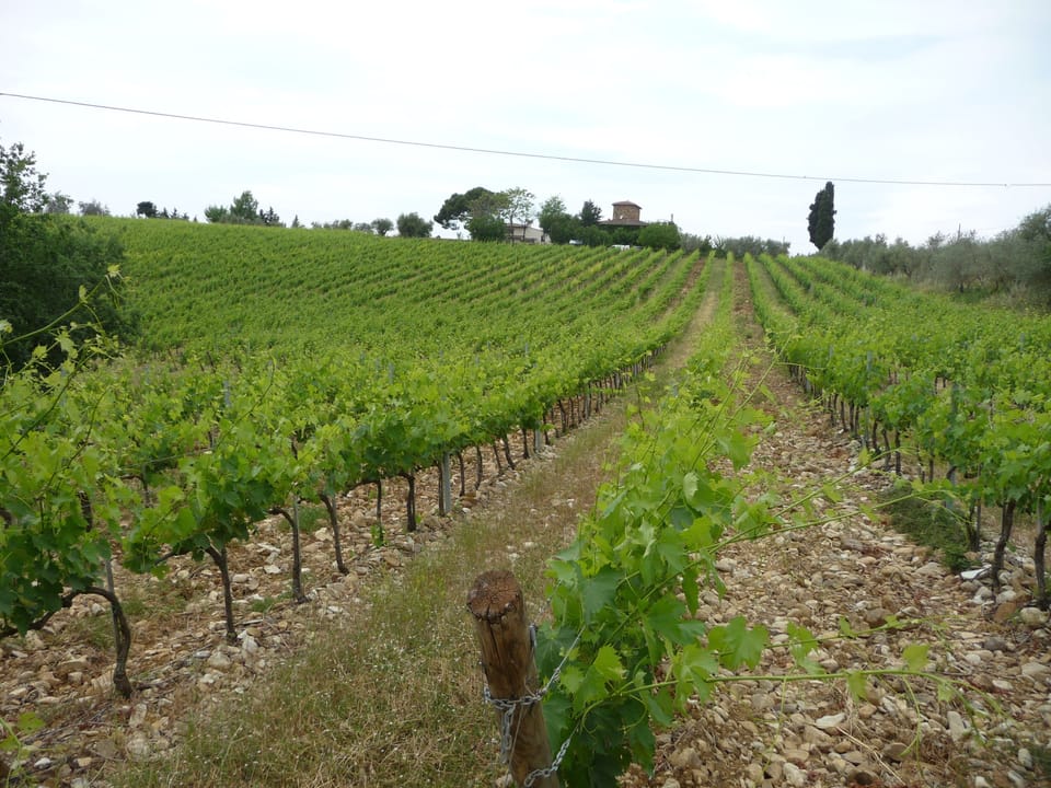 VINYARDS in Chianti