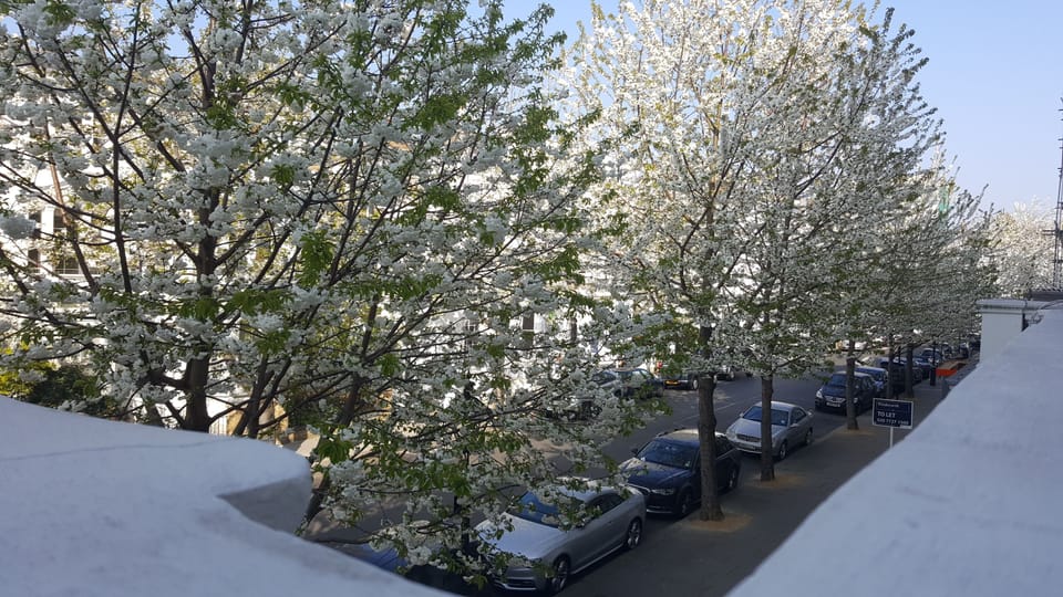 Probably one of the most beautiful streets of London when the trees are in bloom
