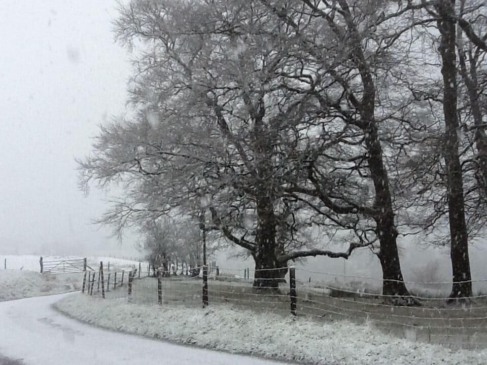 A rare beautiful snowy day