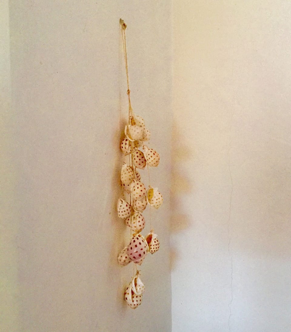 Seashells