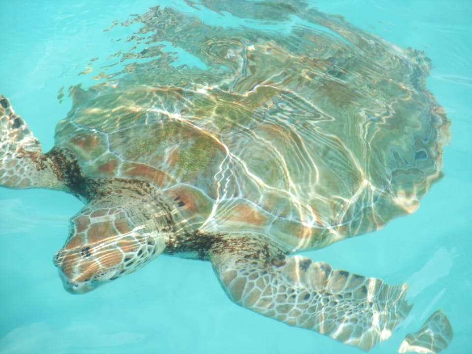 swimming with turtles...