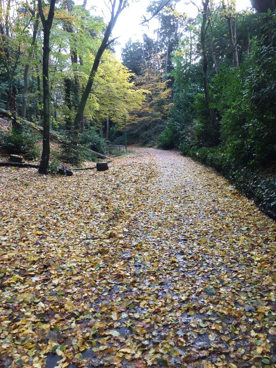 Alum chine in the autumn. Takes yo to westbourne village 