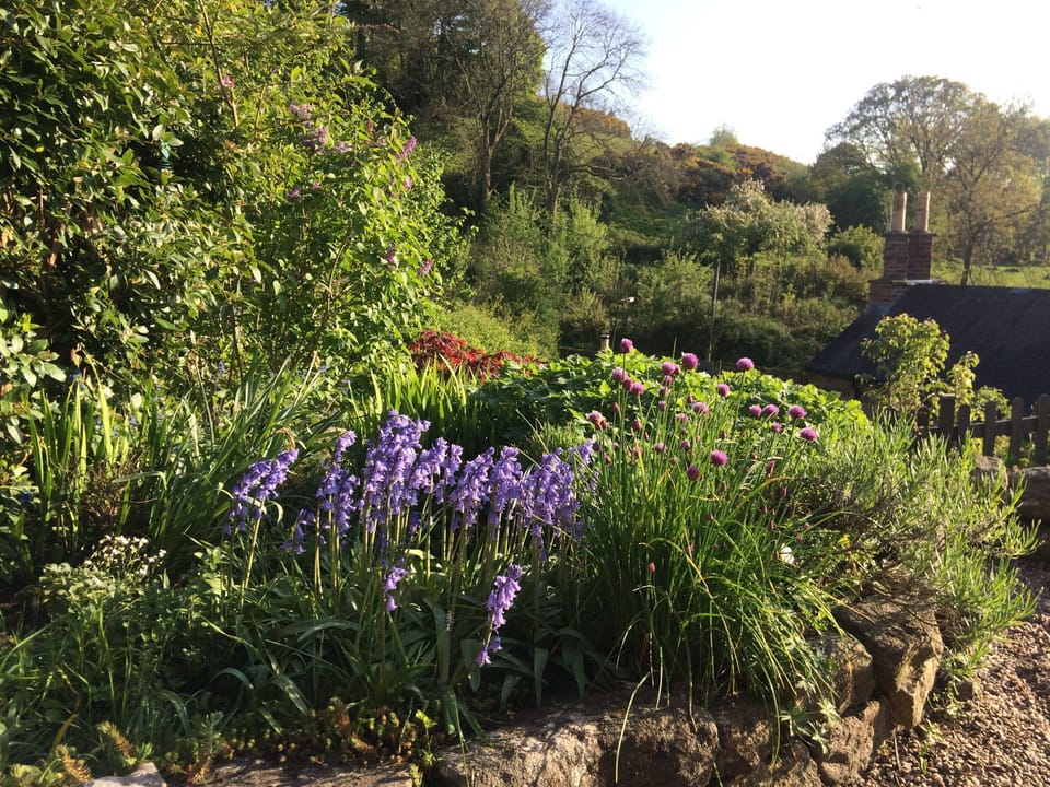 Lush garden in the summer