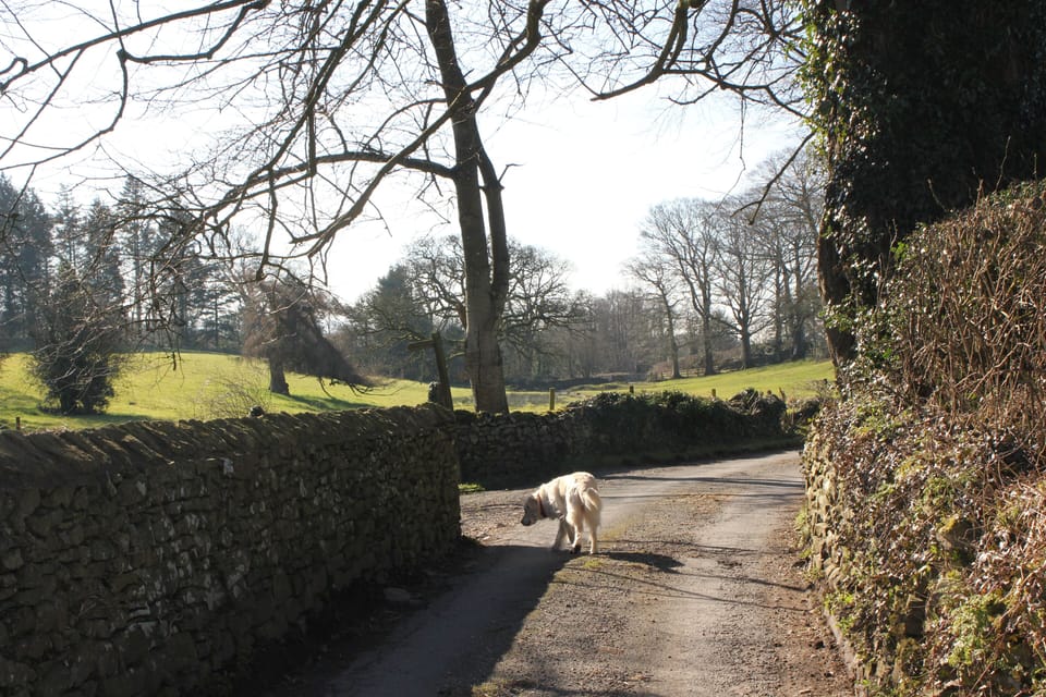 Countryside walks on hedge-rowed lanes from the door