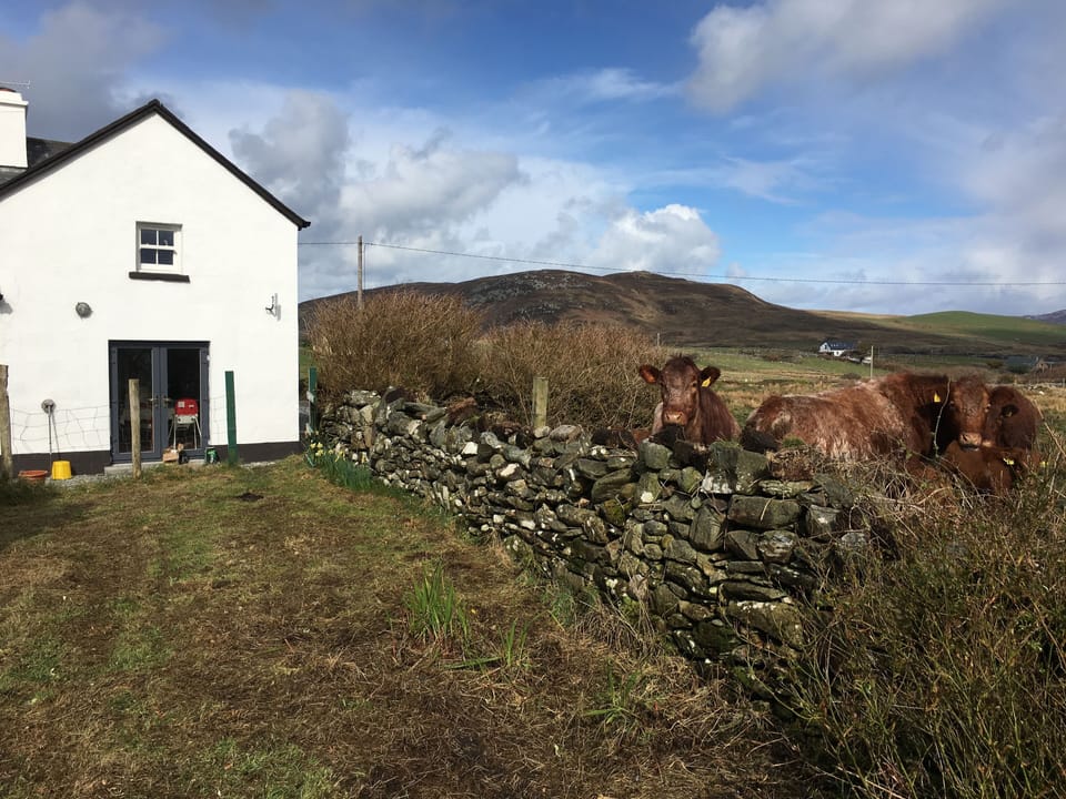 Sometimes the cows come to visit.