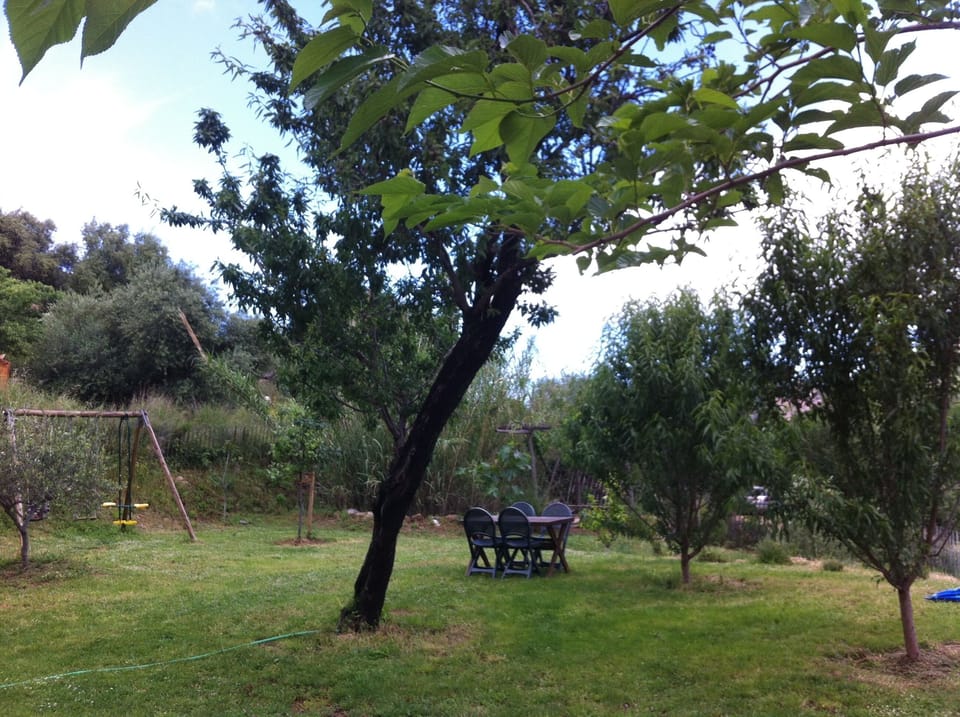 The garden