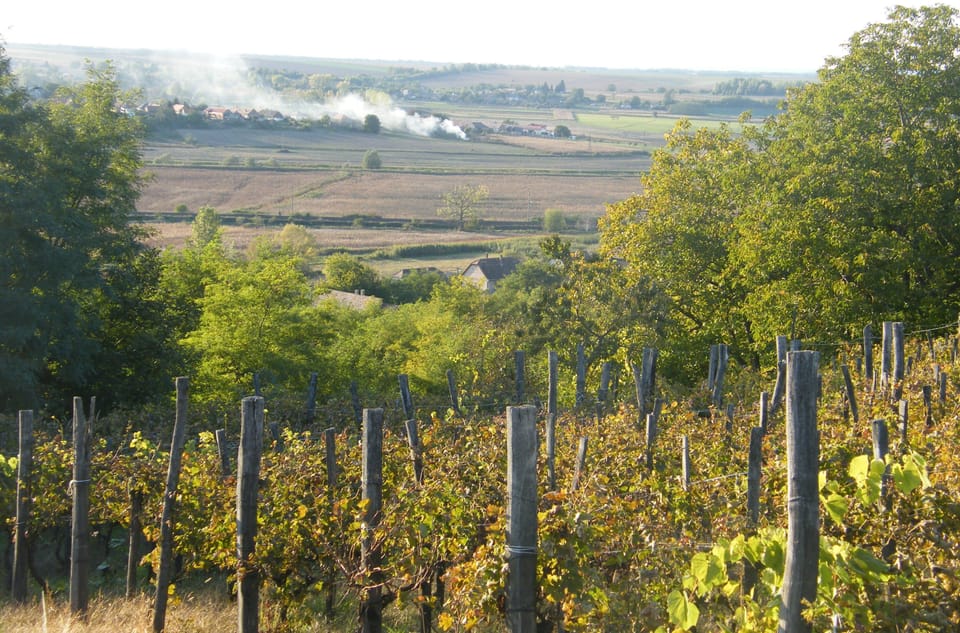 Comfortable holiday home in the vineyards, in an absolutely quiet location House in Hungary