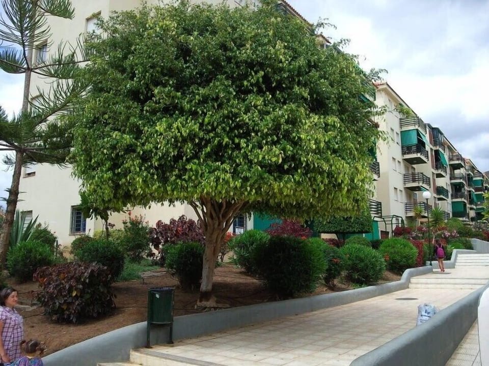 Garden inside the apartment-complex