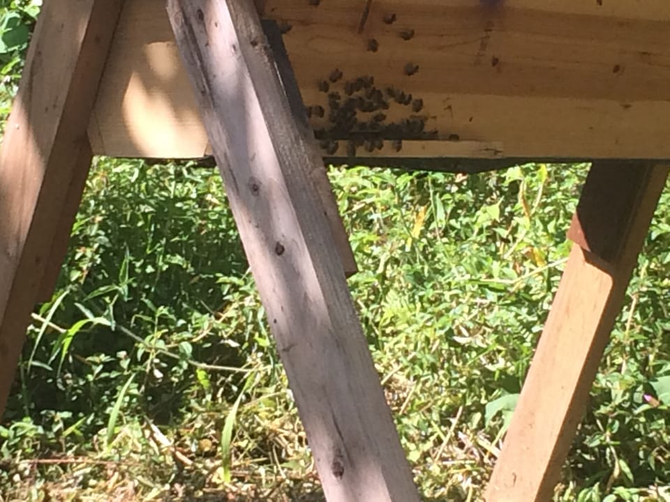 Bzzz...