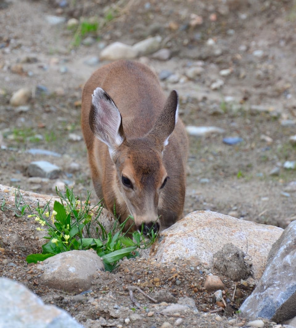 We have many little visitors in our backyard.