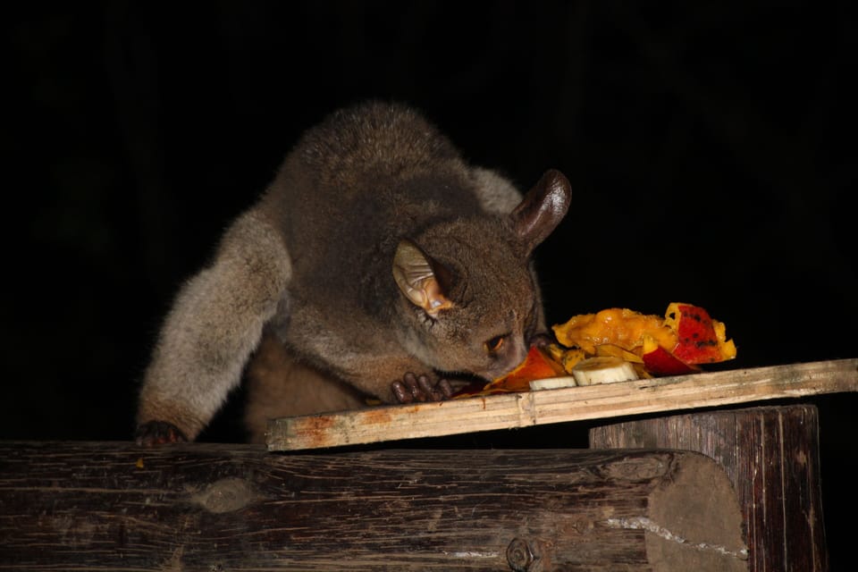 The rare large tailed bushbaby enjoying a banana