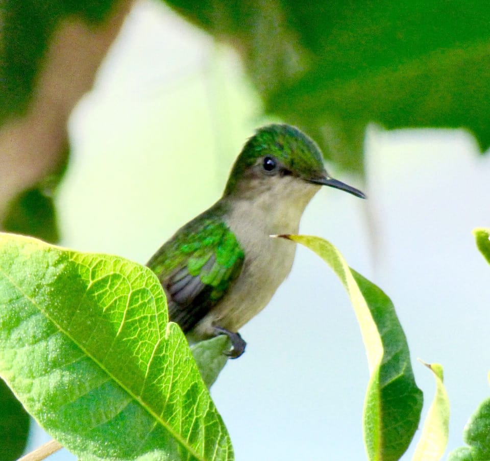 Watch out for Hummingbirds 