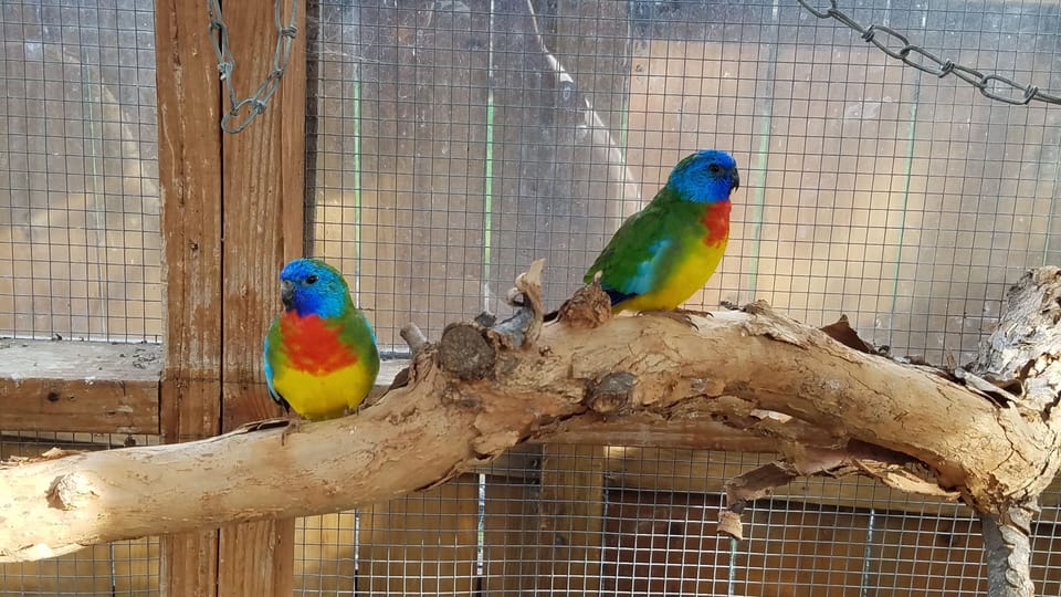 Scarlett Chested Parrots in the aviary
