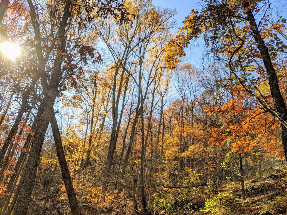 Fall Foilage