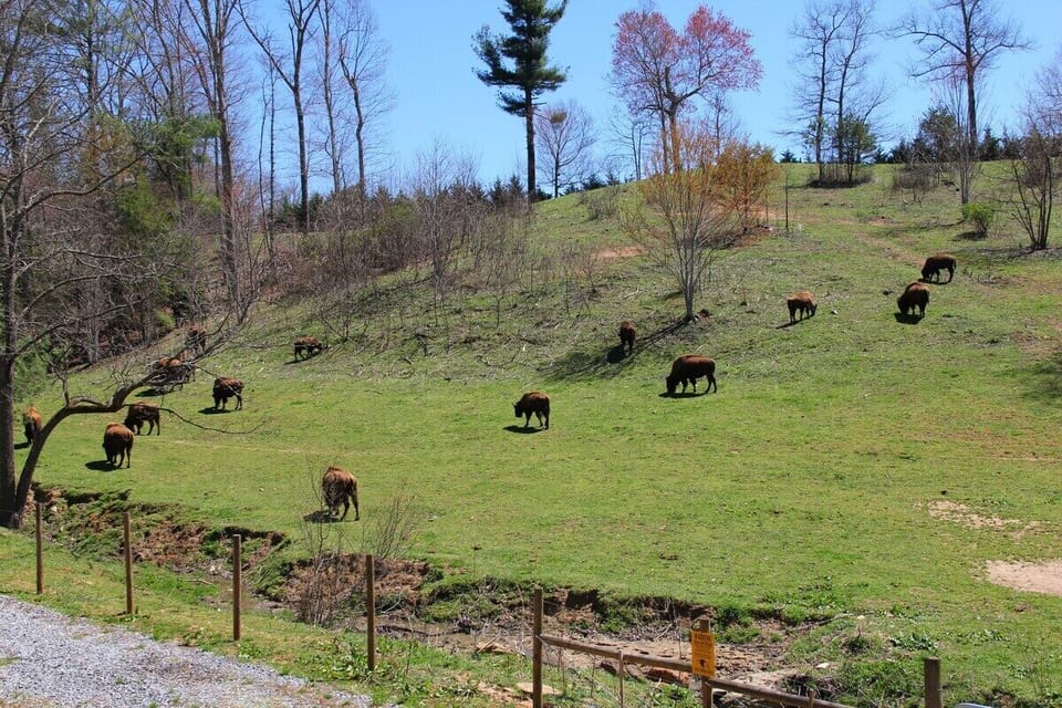 Kids can see the bison from the window of the cupola!