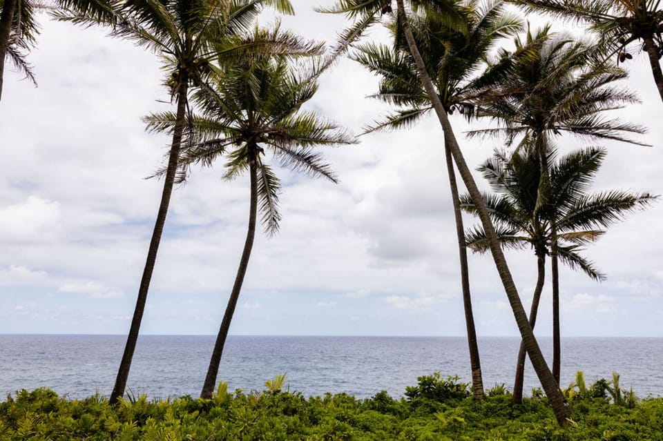Coconut Trees w/ ocean back drop across the street from Dolphin Cottage.