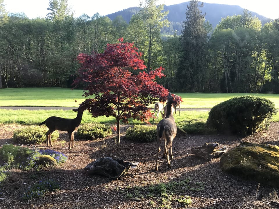 Deer