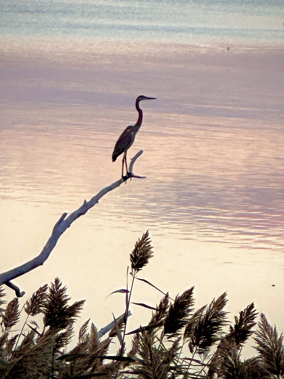Frequent visitors, Great Blue Heron