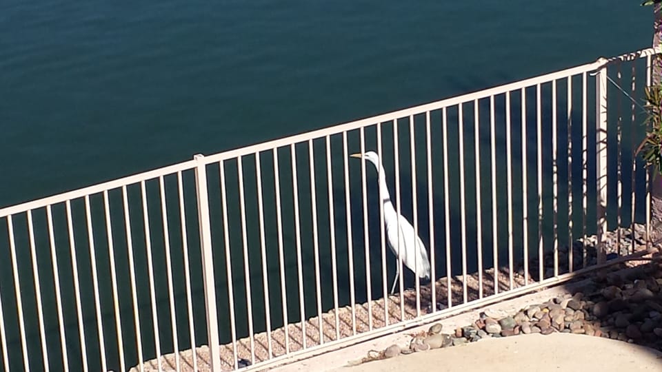 EGRET
