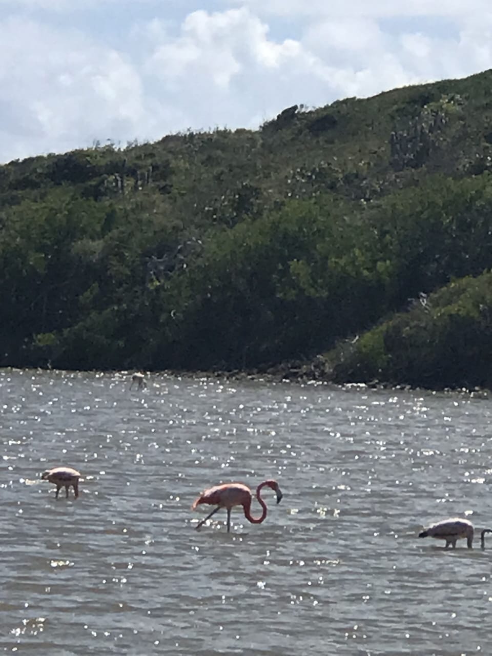 Flamingos down the road at Salt Pond