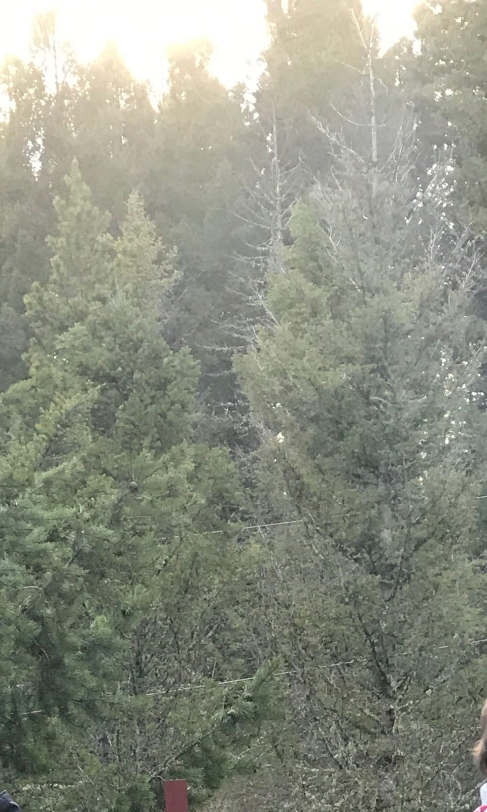 Deck, Sunset, & Trees!