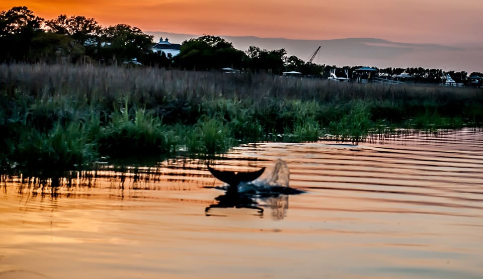 Dolphins at Dusk