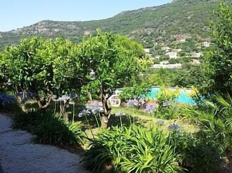 Back garden