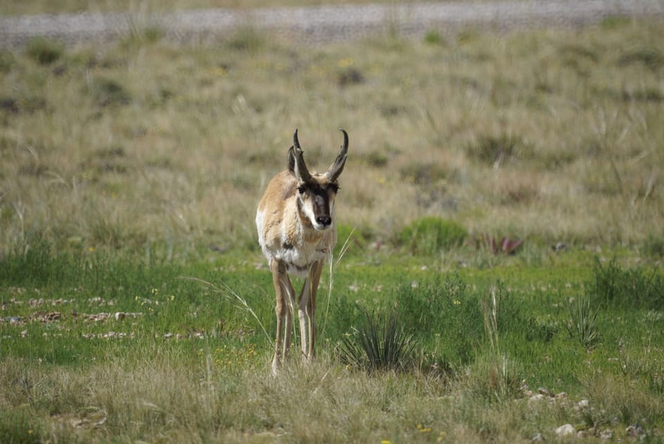 Antelope at the Cabin
