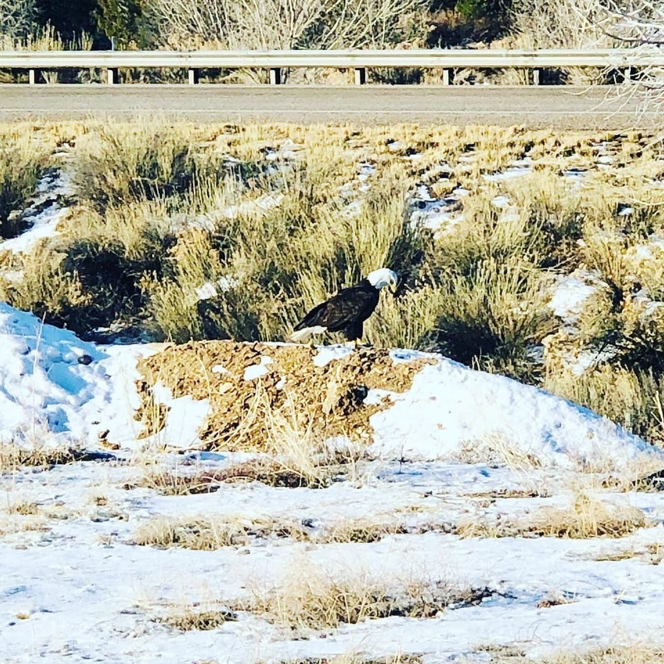 Bald Eagle perched up next to the road off 89. 
