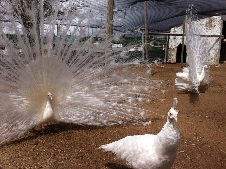 White Peacocks in the barnyard at Moon Farm