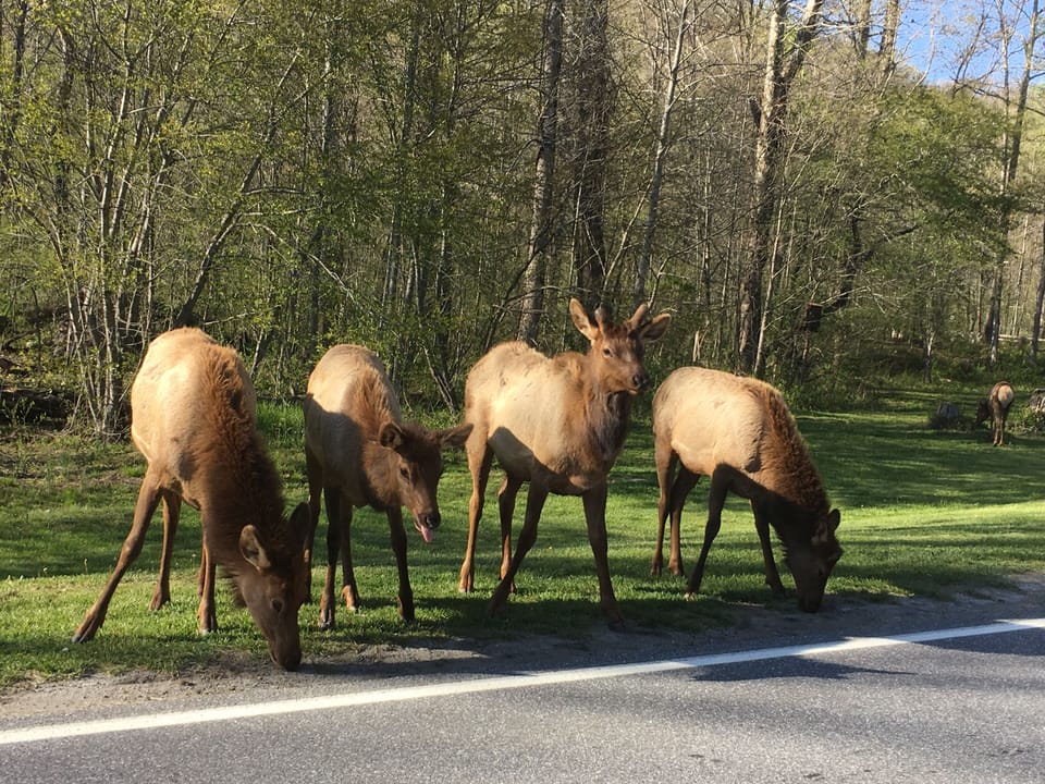Elk