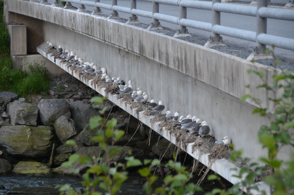 Seagulls near the Fish Hatchery
