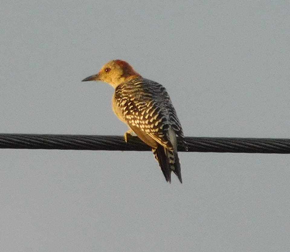 One of the young Woodpeckers. We have several families on the property.